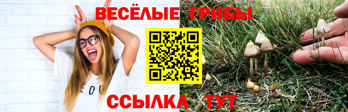Псилоцибиновые грибы прущие грибы Кисловодск